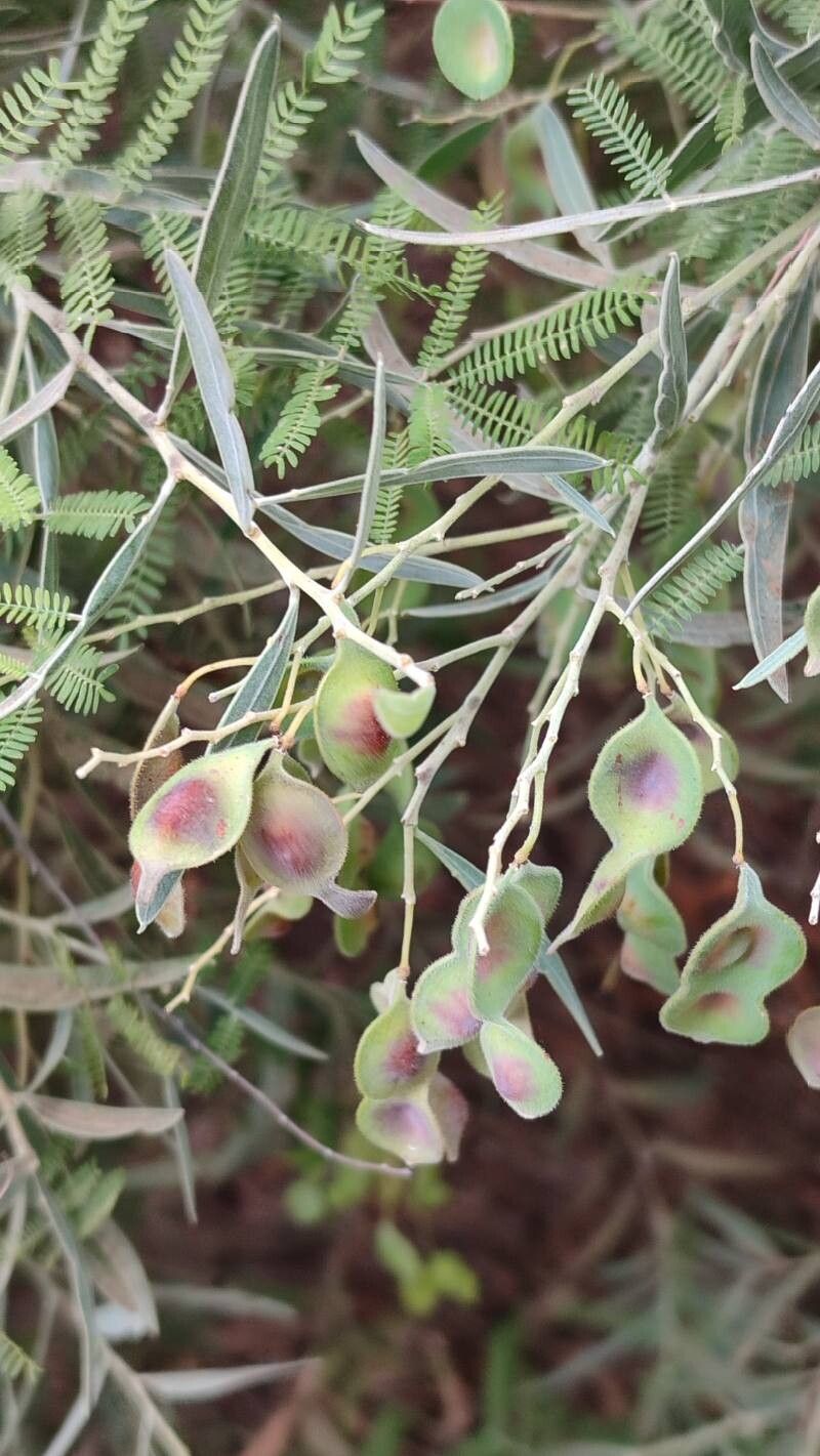 Acacia × hanburyana fruit