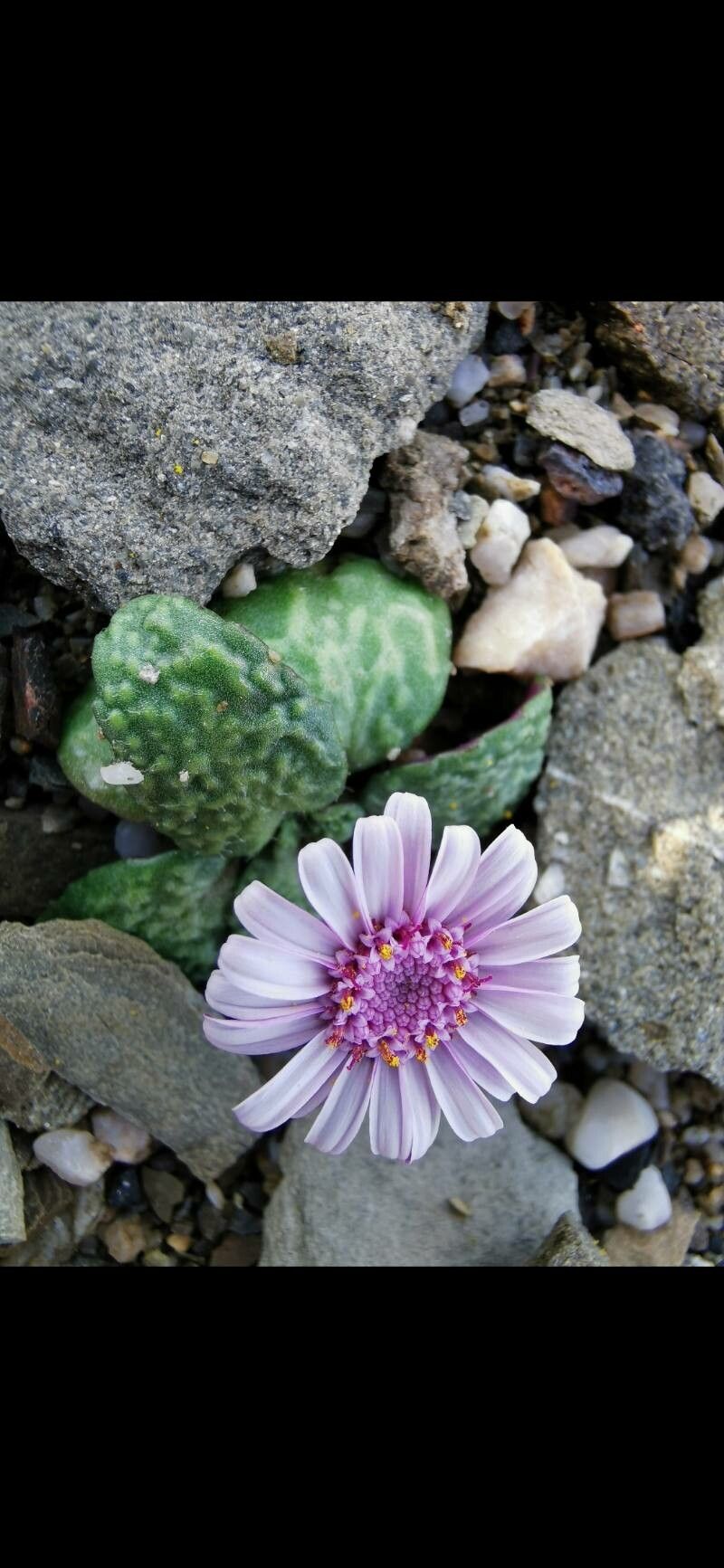 Senecio varicosus flower