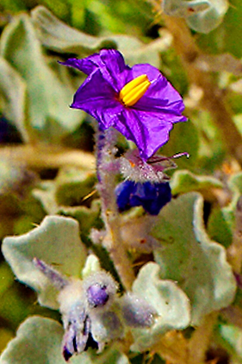 Solanum lasiophyllum — houseplant care guide