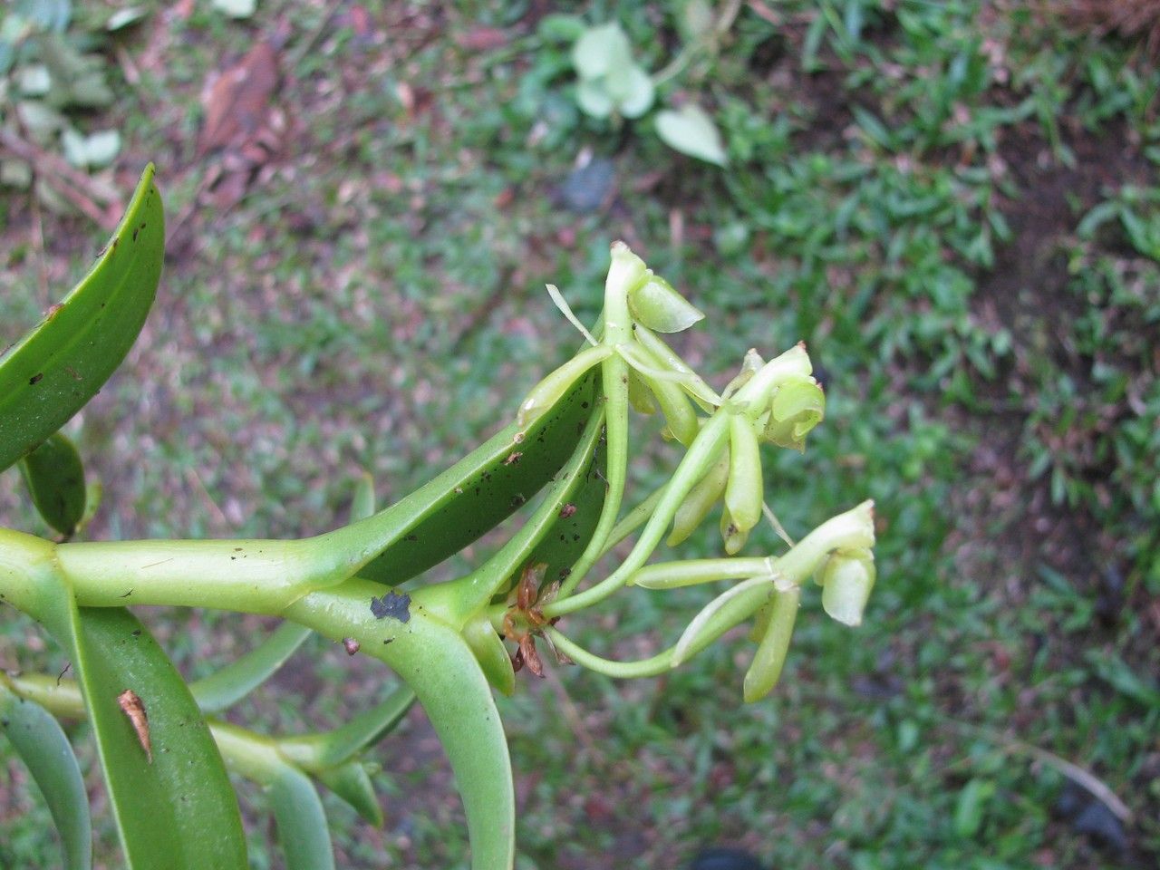 Epidendrum lagenocolumna bark