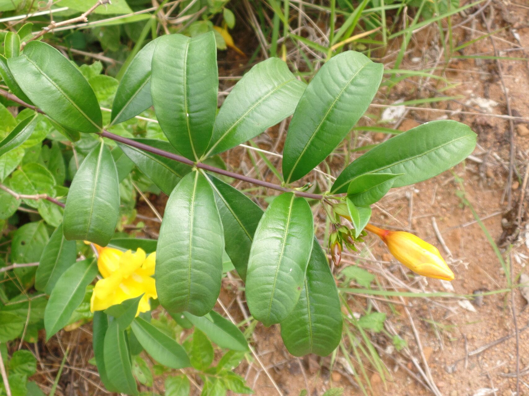 Allamanda doniana