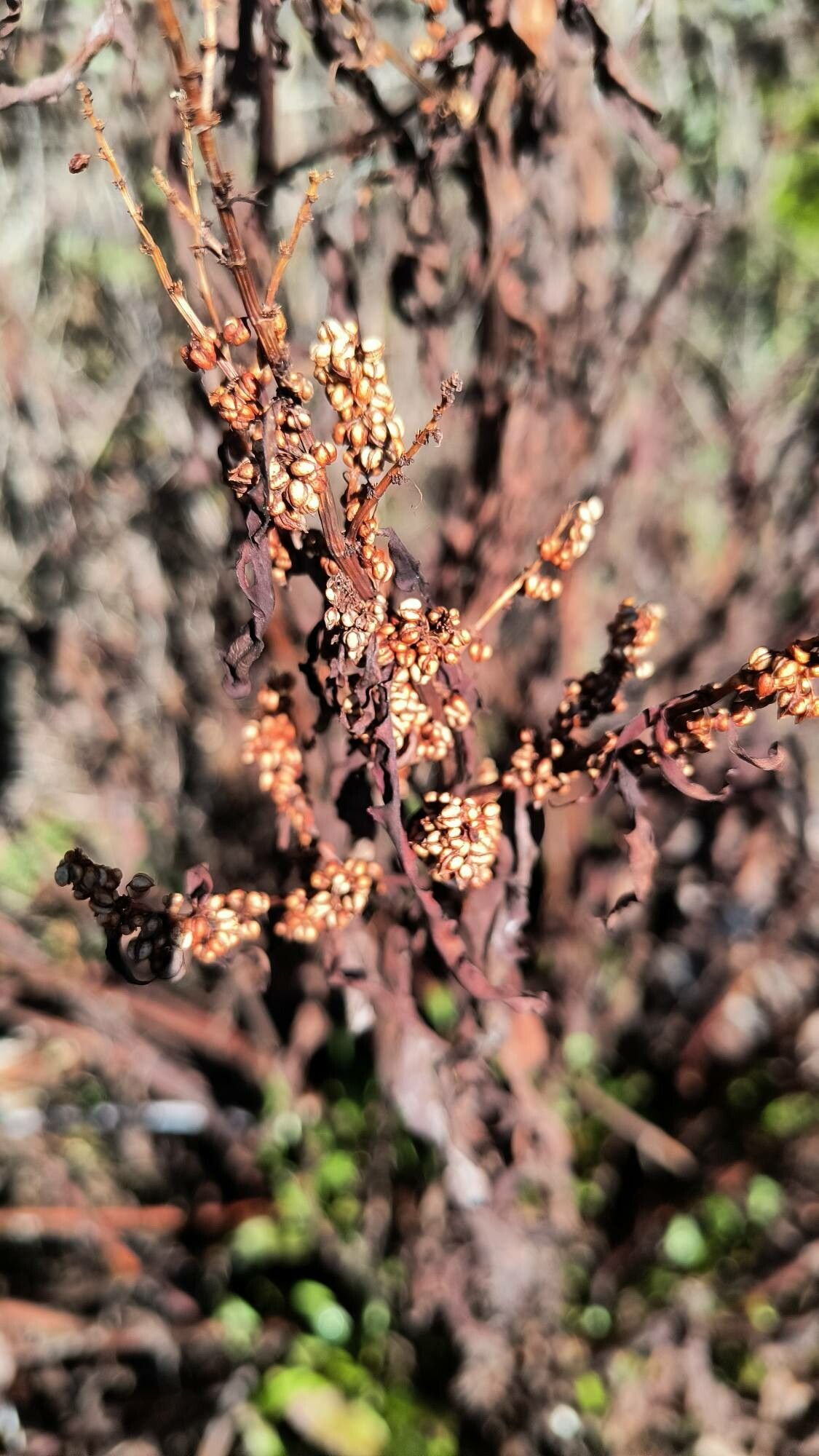 Rumex occidentalis fruit