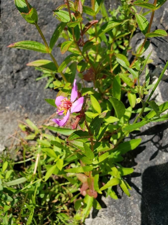Rhexia virginica leaf