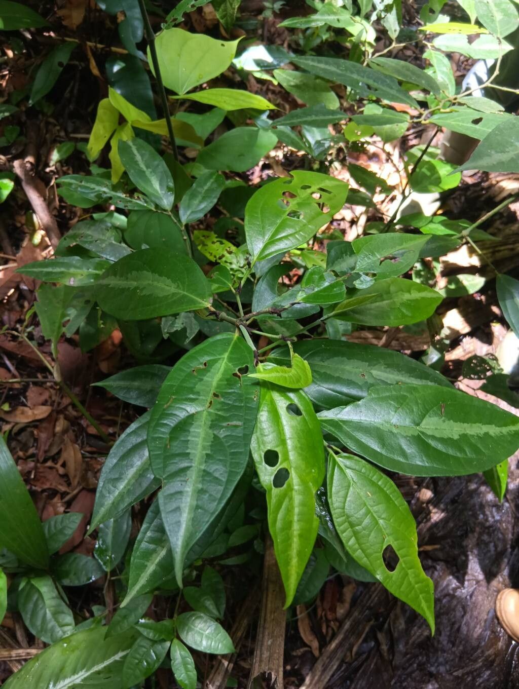 Piper hostmannianum — houseplant care guide