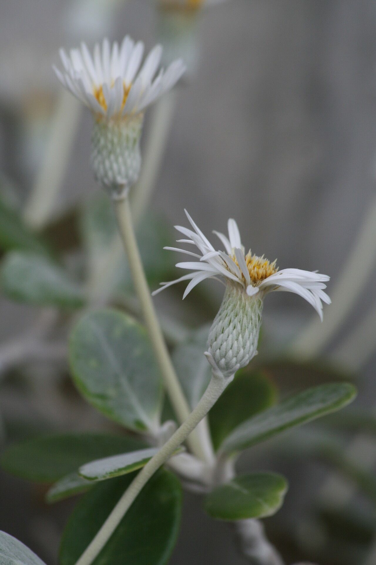 Pachystegia insignis flower