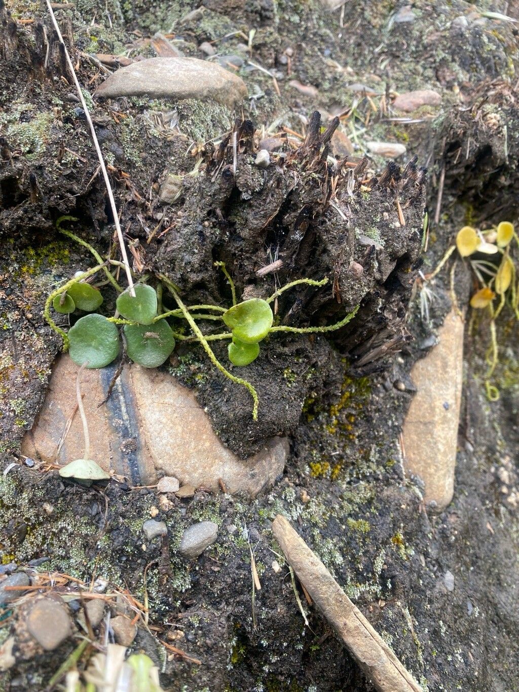 Peperomia peruviana flower