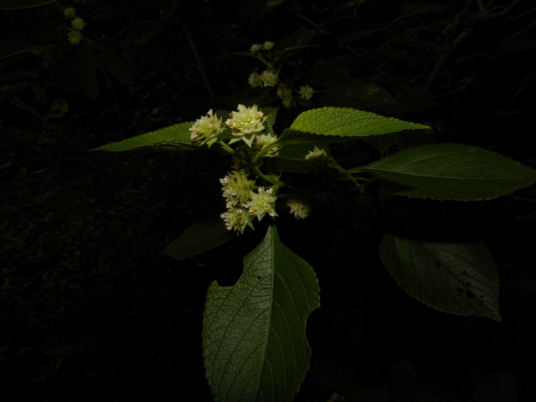 Lippia cardiostegia flower