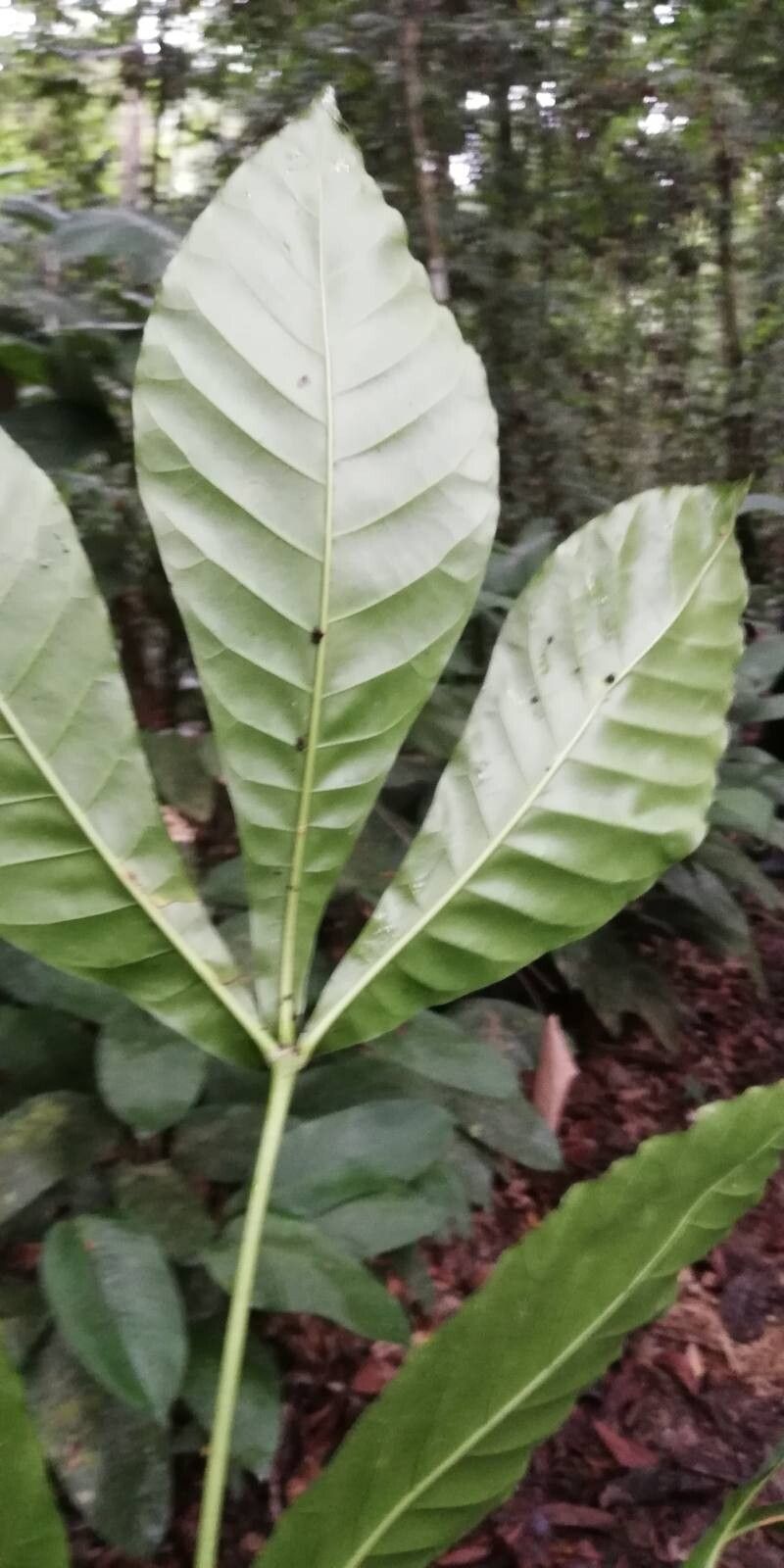 Schumanniophyton magnificum leaf