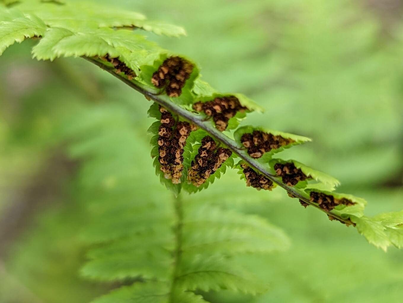 Dryopteris stewartii fruit