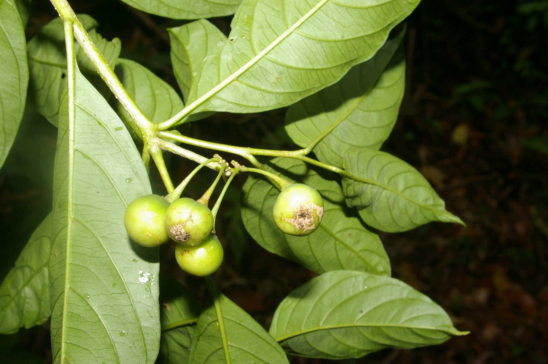 Solanum aphyodendron fruit