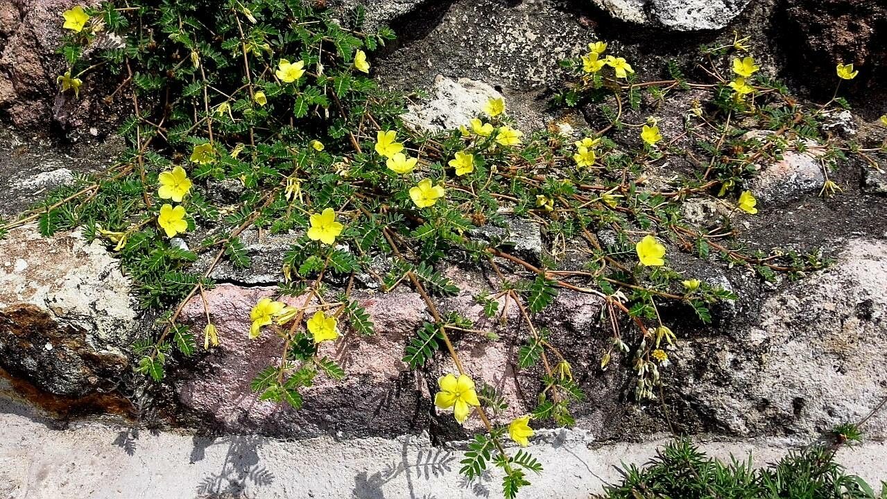 Tribulus cistoides — search result for 'Jamaica'