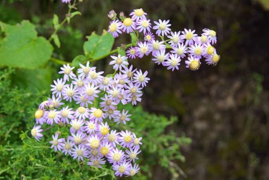 Pericallis steetzii habit