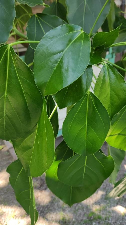 Oreopanax capitatus leaf