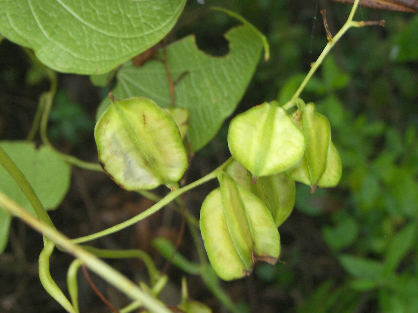 Dioscorea convolvulacea fruit
