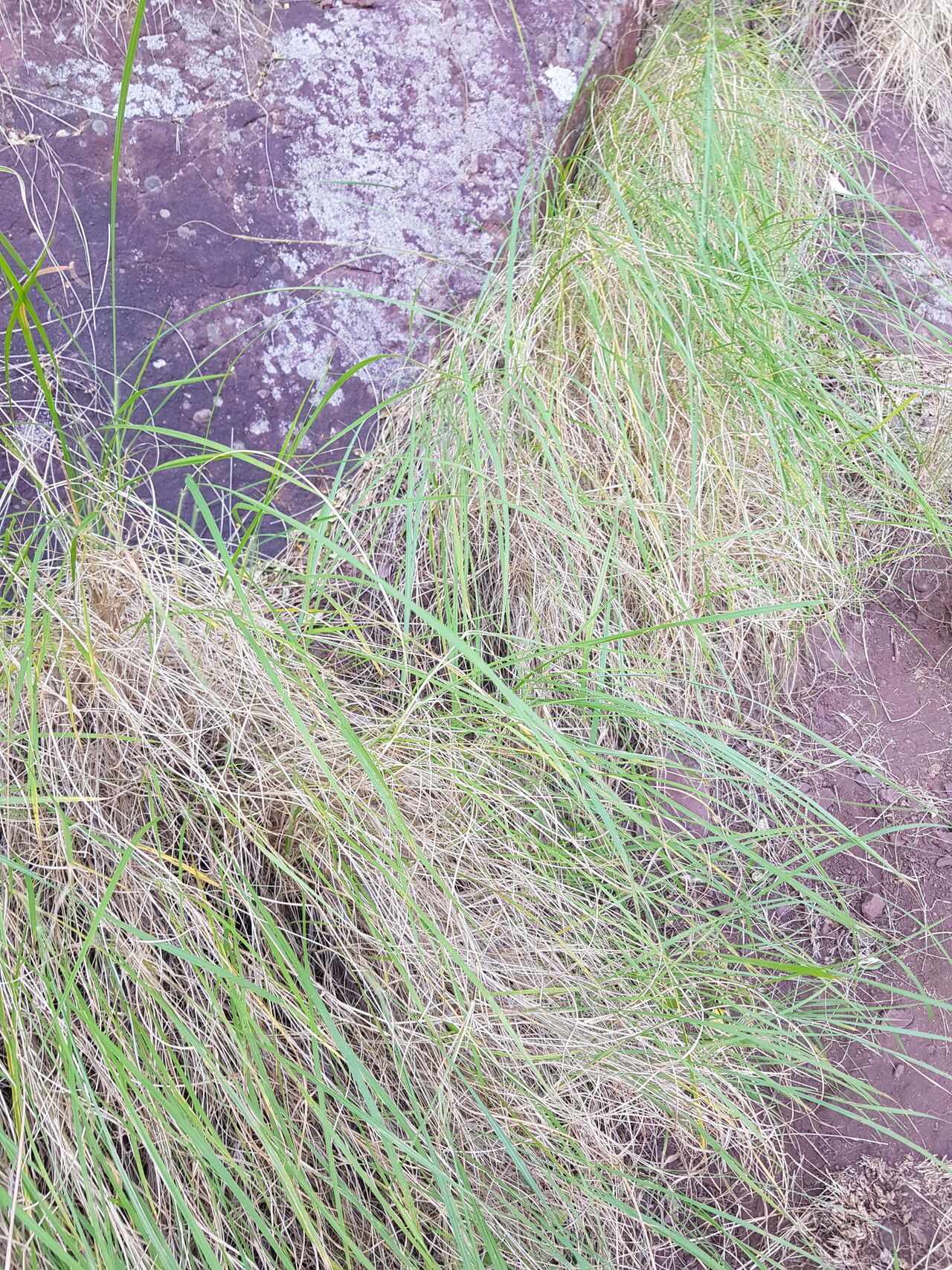 Setaria lindenbergiana habit