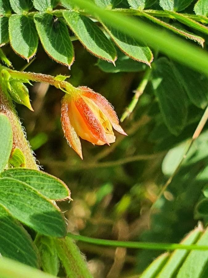 Chamaecrista fallacina flower