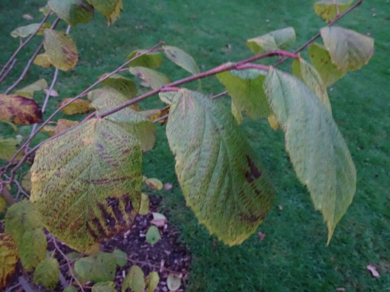 Corylus fargesii — search result for 'Corylus'