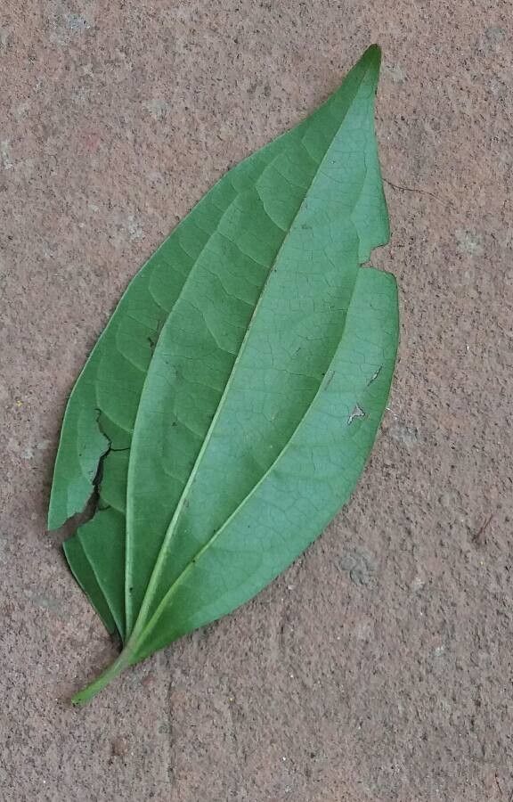 Smilax siphilitica — search result for 'Smilax'
