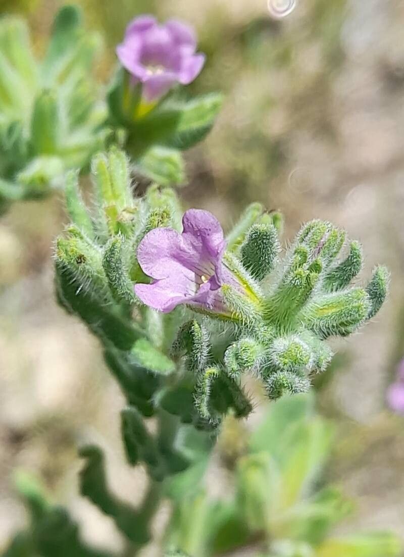 Nama undulata flower