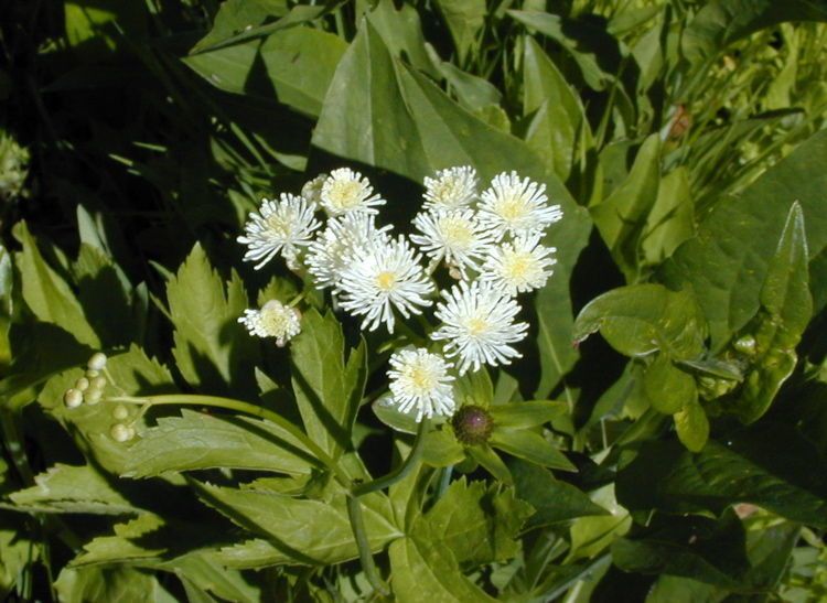 Trautvetteria caroliniensis habit