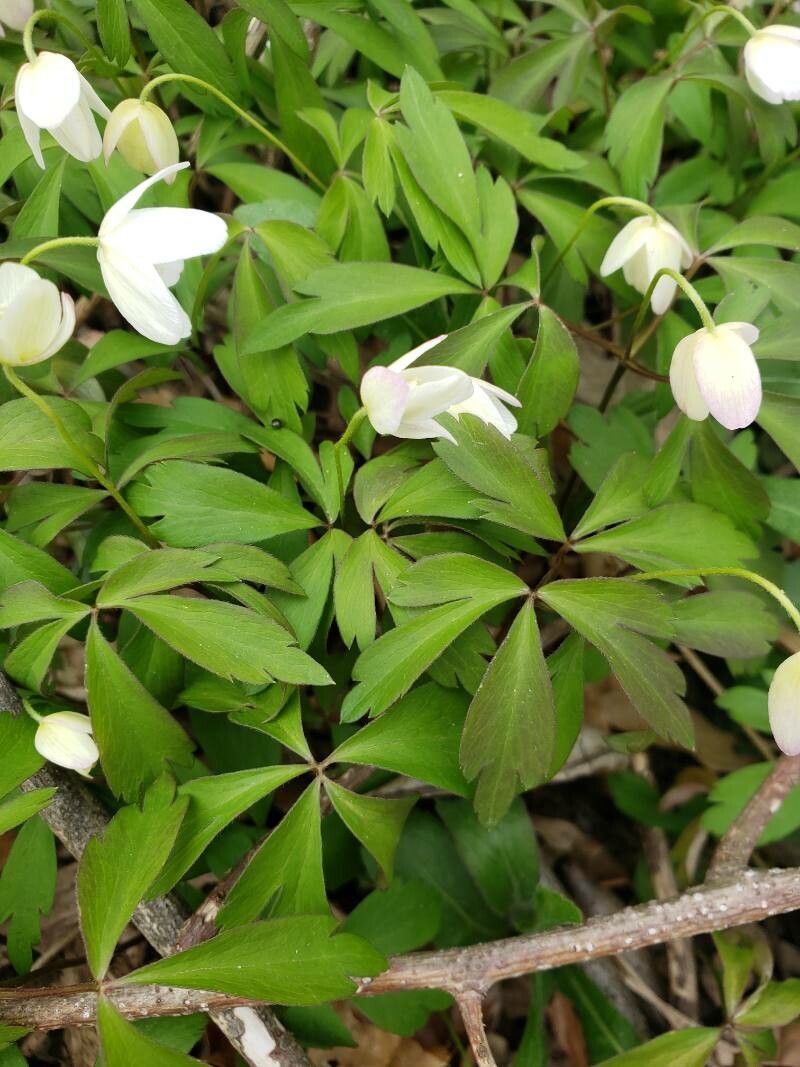 Anemone quinquefolia leaf
