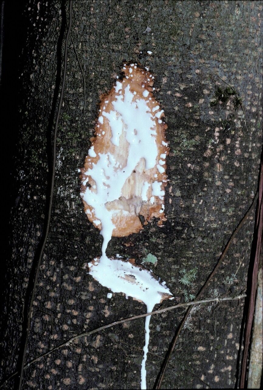 Lacmellea floribunda bark