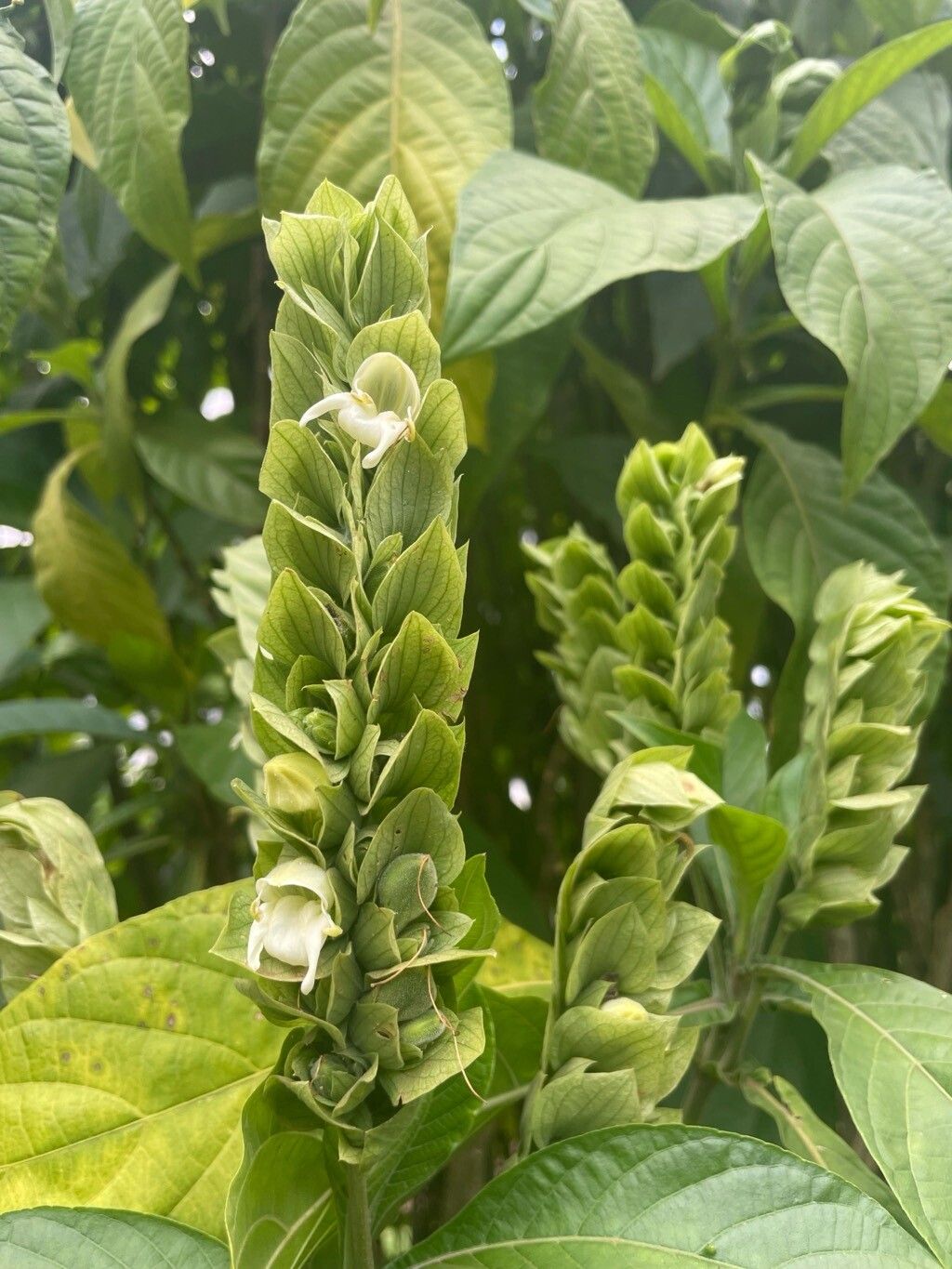 Justicia engleriana flower