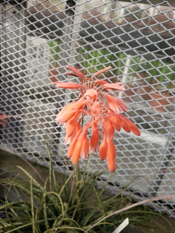 Aloe bellatula flower