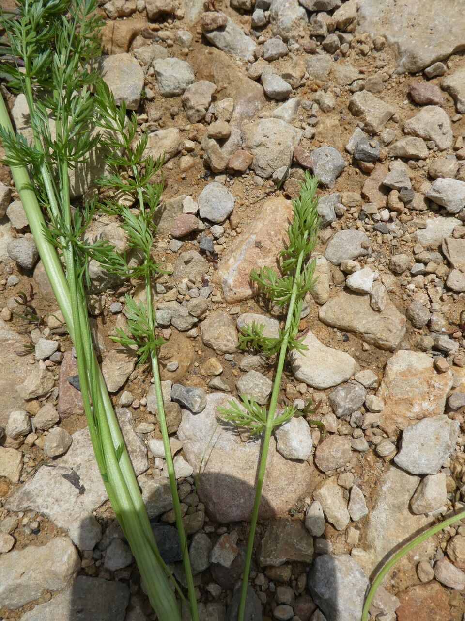 Carum carvi — maintenance medium houseplant