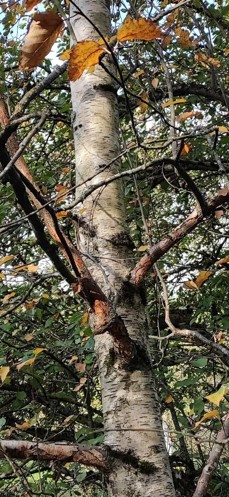 Betula saposhnikovii habit