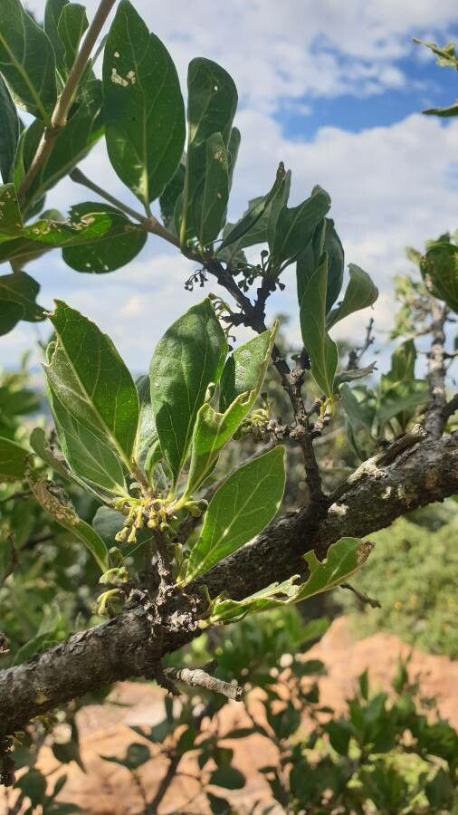 Afrocanthium gilfillanii flower