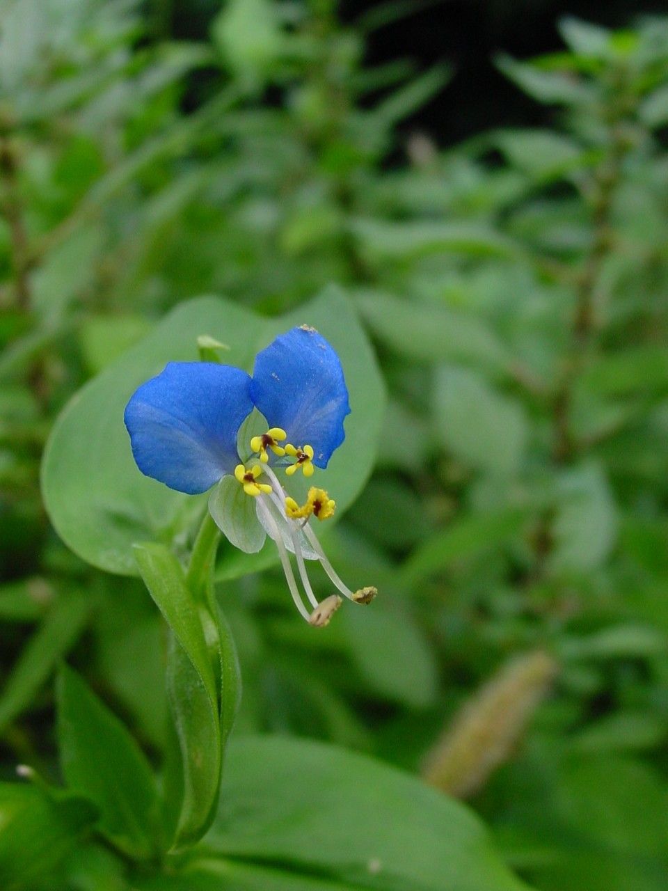 Commelina coelestis flower