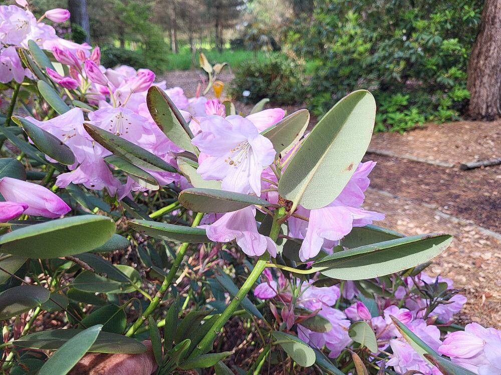 Rhododendron qiaojiaense flower