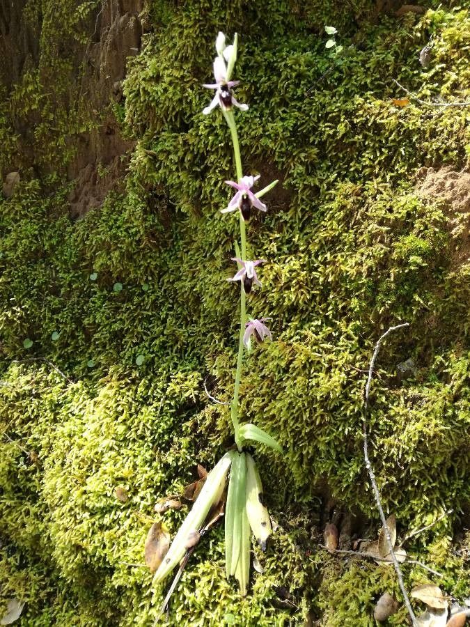 Ophrys lunulata flower