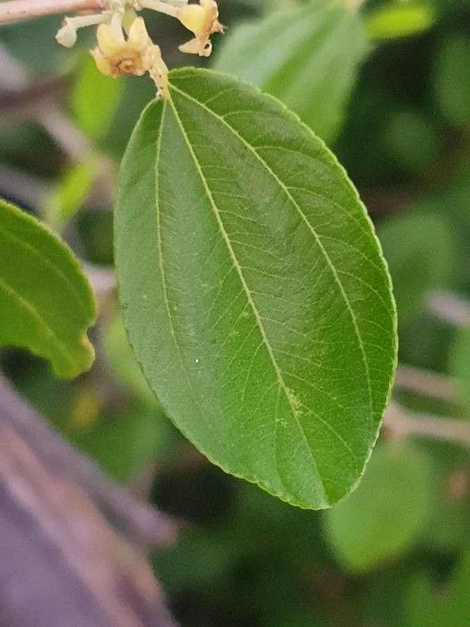 Ziziphus mucronata leaf