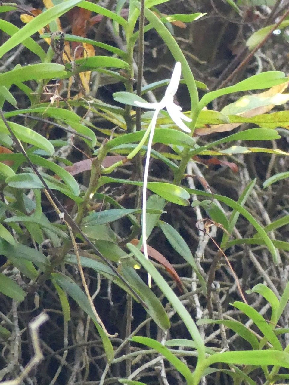 Jumellea comorensis flower