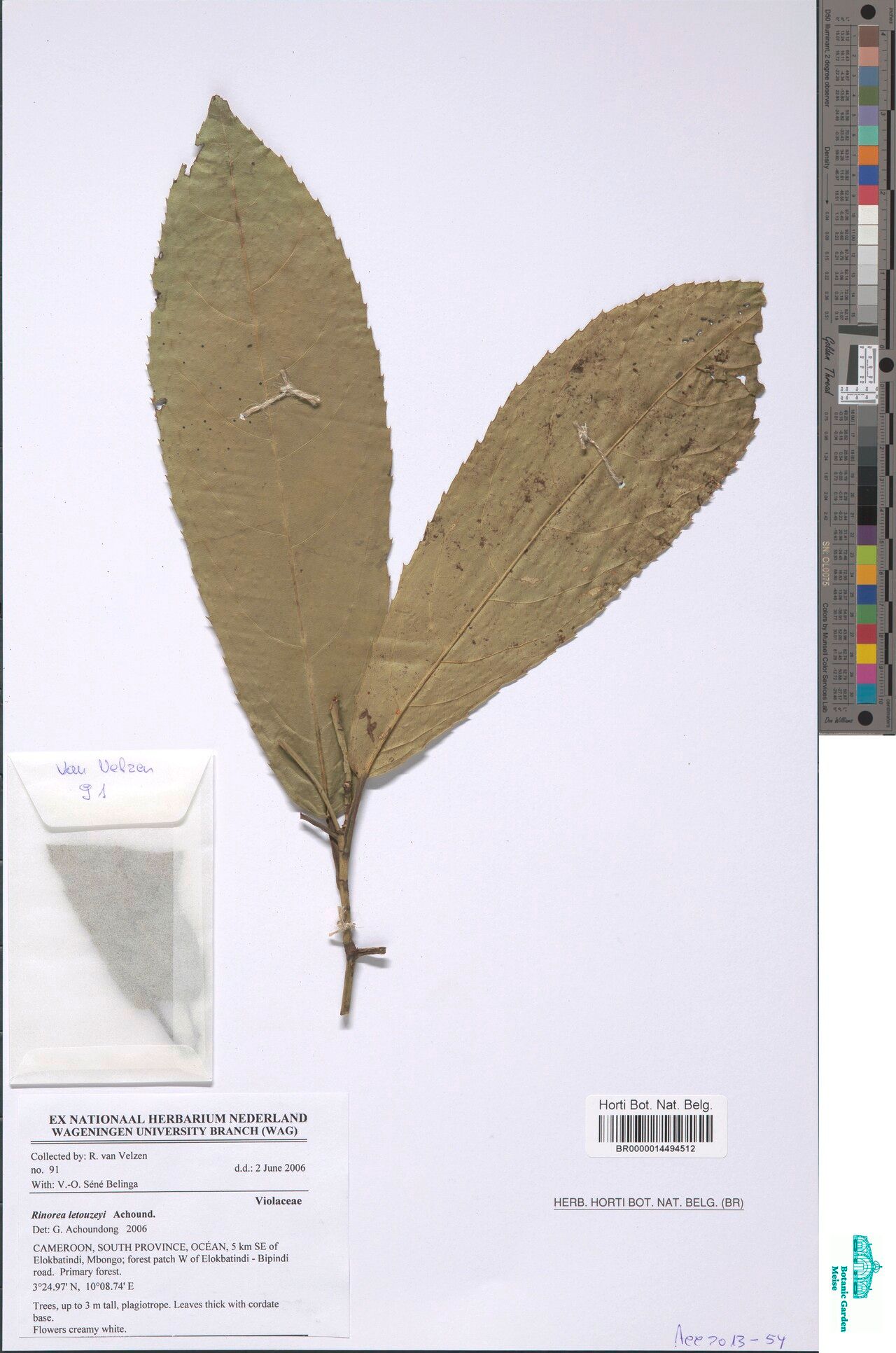 Rinorea letouzeyi — houseplant care guide