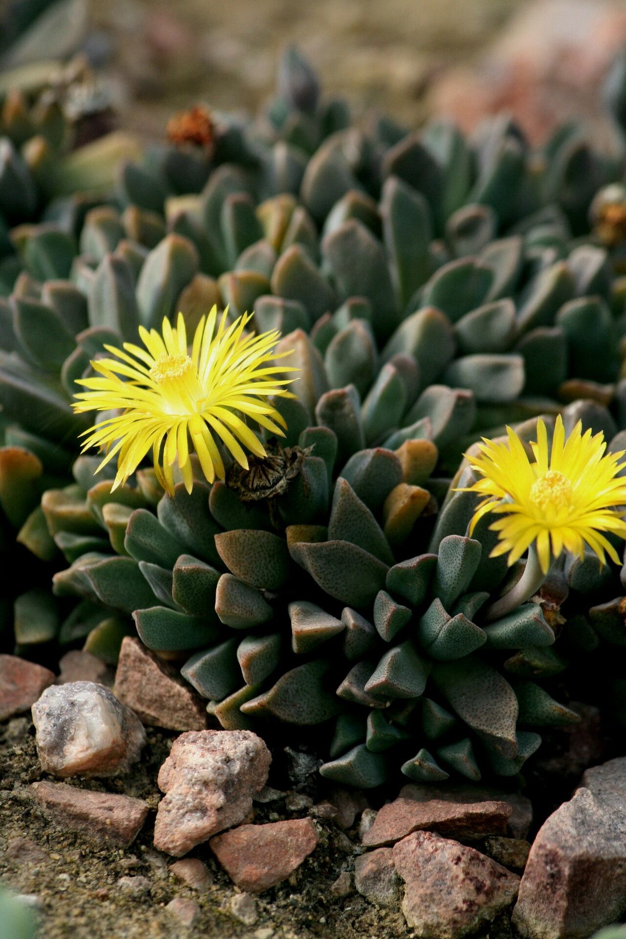 Aloinopsis orpenii flower