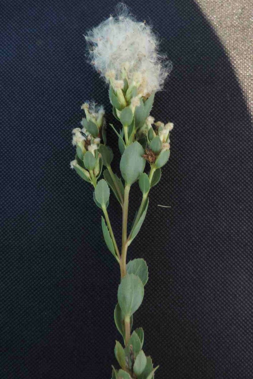 Baccharis sessiliflora fruit