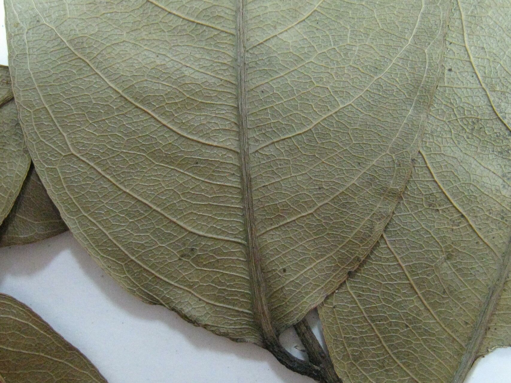 Eschweilera laevicarpa other