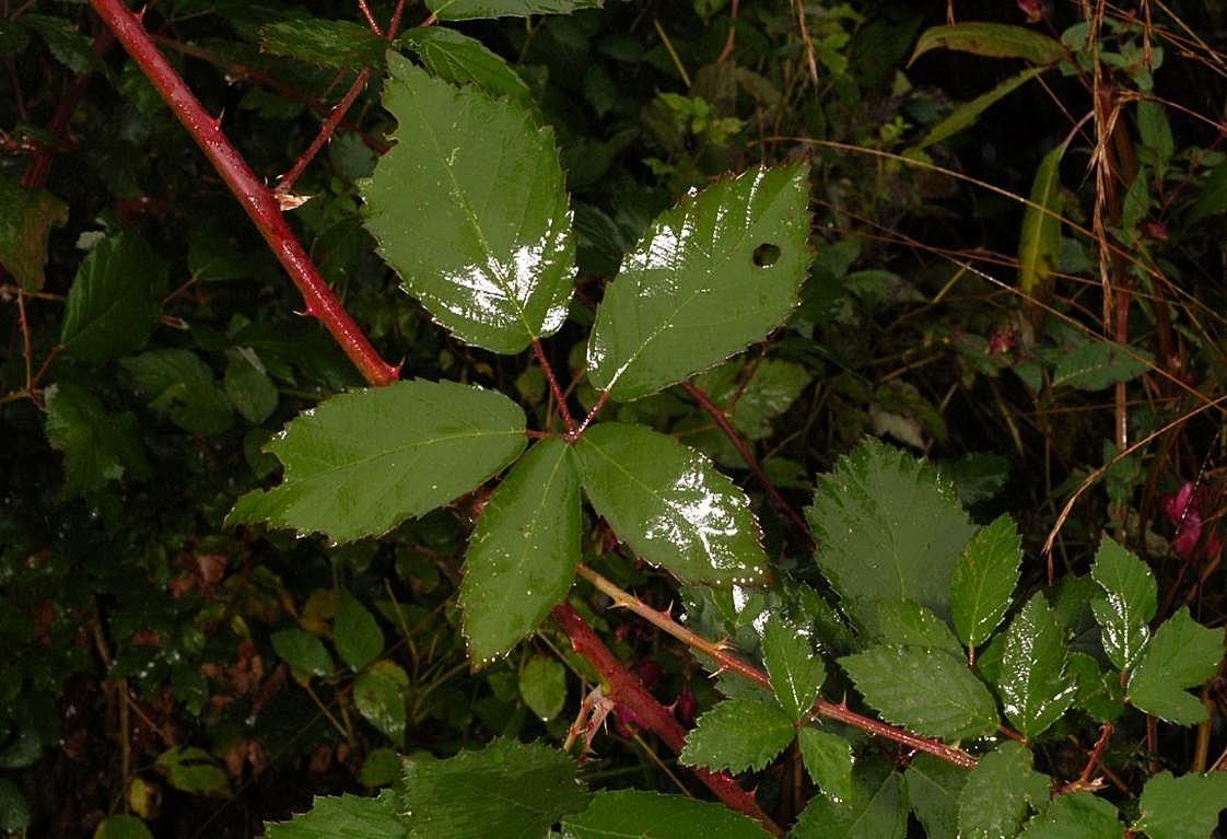 Rubus elatior leaf