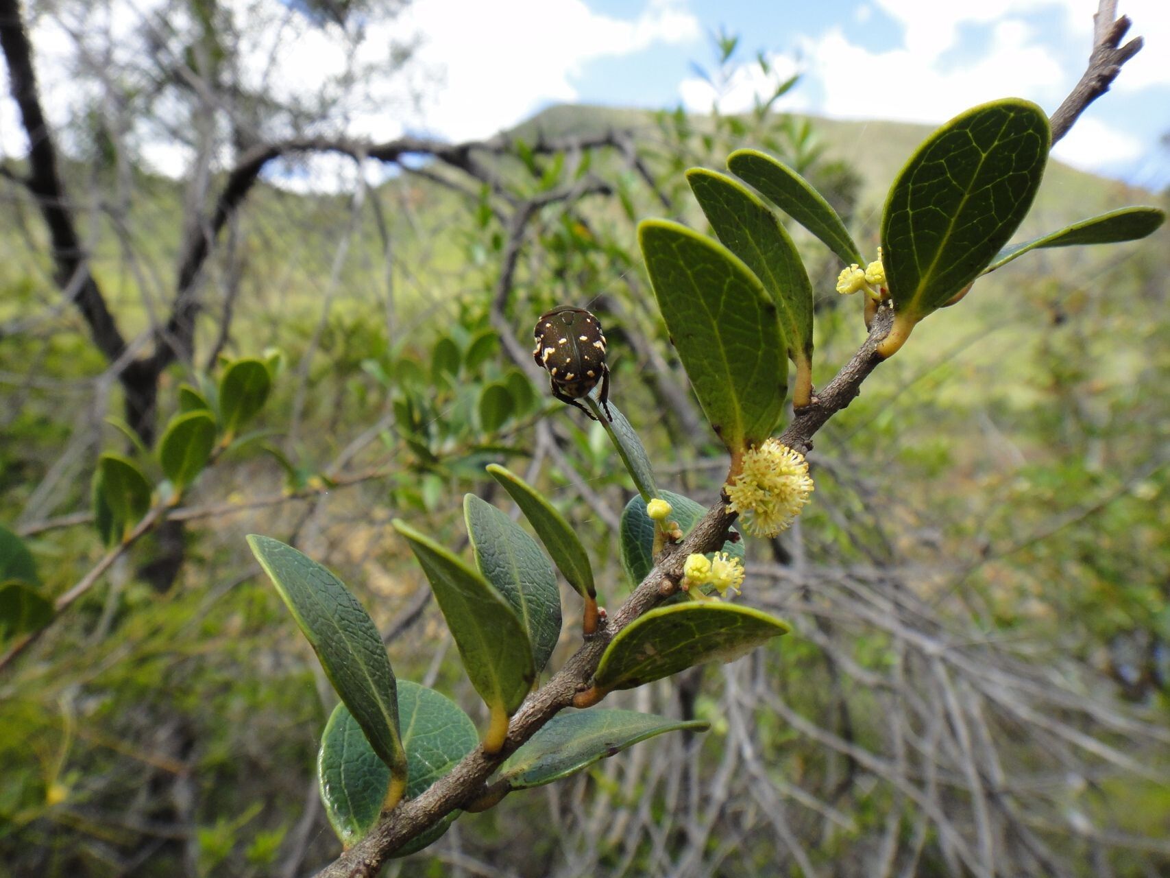 Xylosma nervosa habit