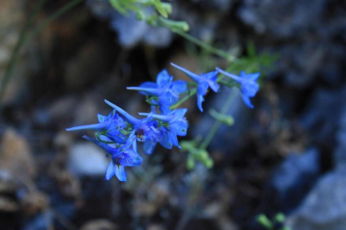 Delphinium emarginatum flower
