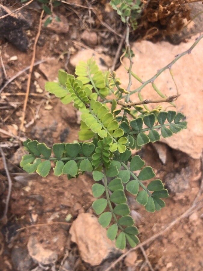Coronilla viminalis — search result for 'Coronilla'