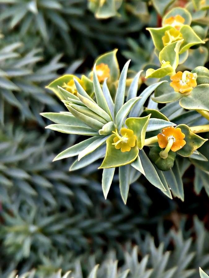 Euphorbia pithyusa flower