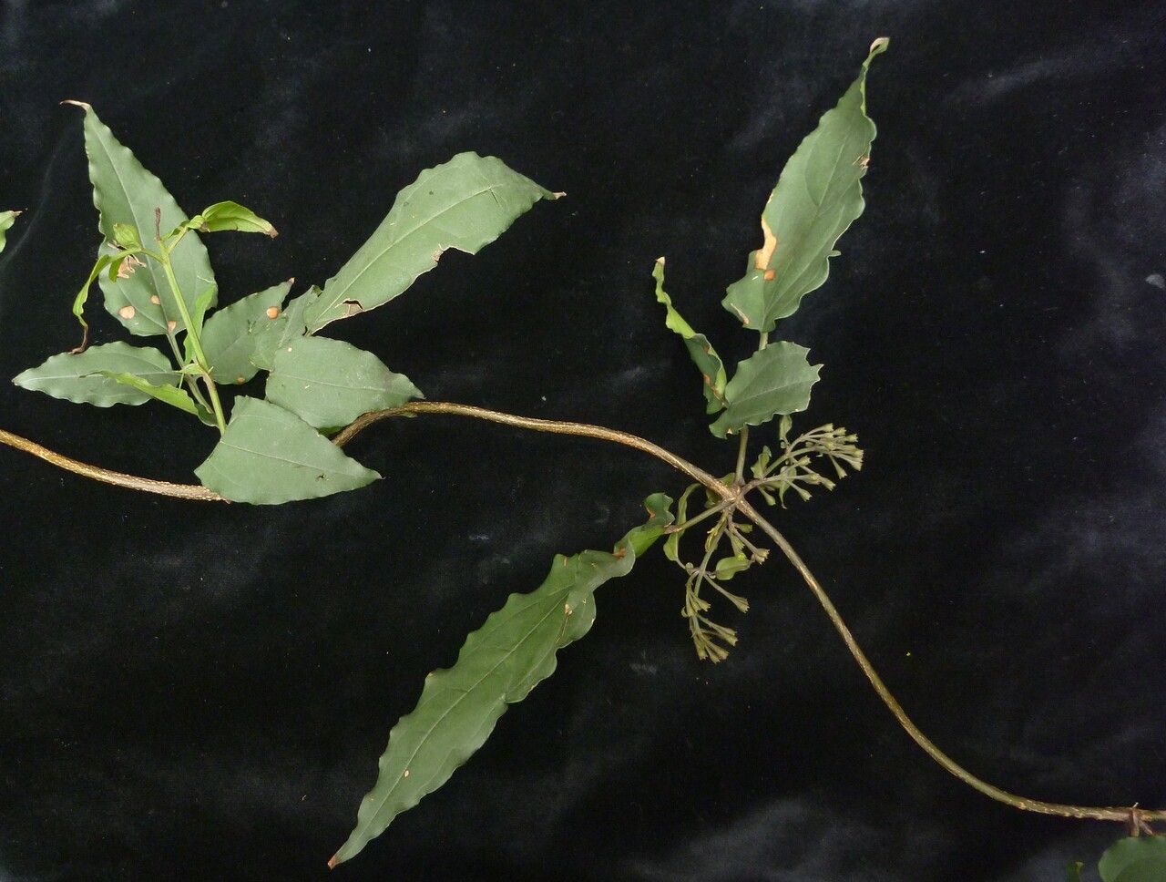 Jasminum dispermum habit