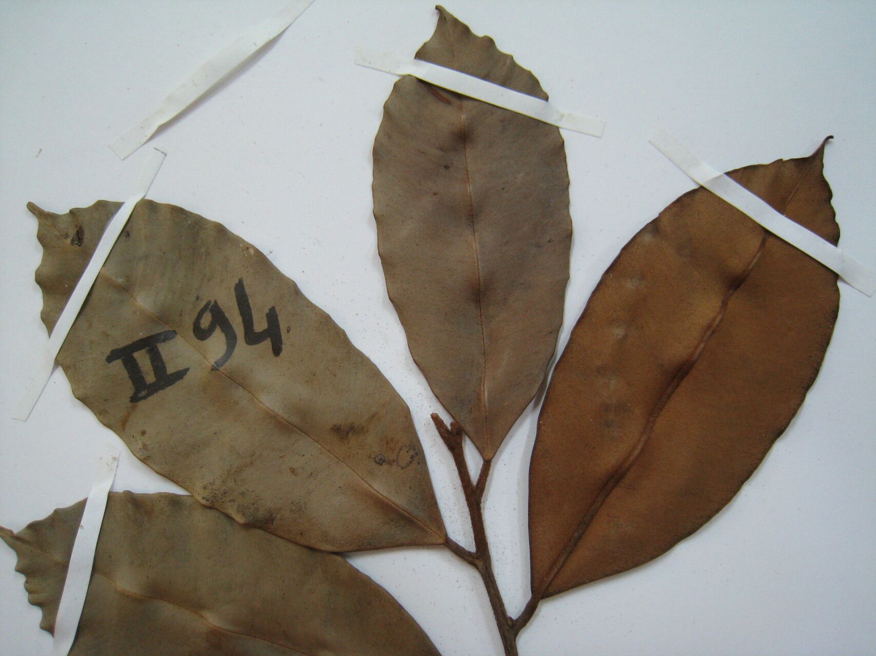 Micropholis porphyrocarpa — houseplant care guide