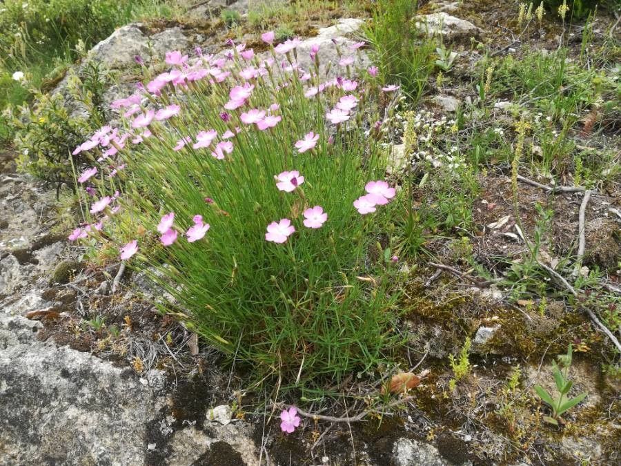 Dianthus pungens bark