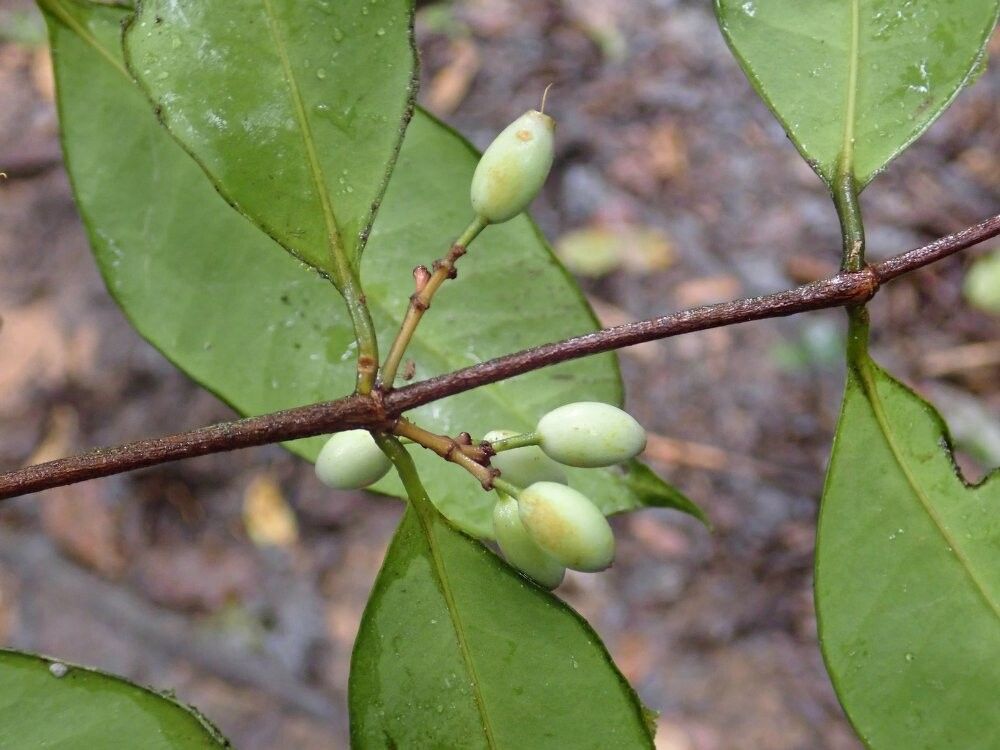 Memecylon laurentii — search result for 'Memecylon'