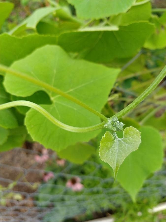 Luffa operculata leaf
